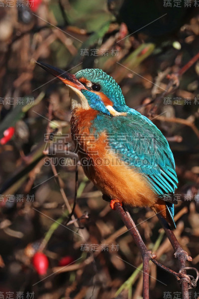 欧洲渔民马丁(Alcedo atthis)。