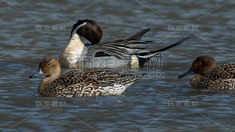 弗吉尼亚州亨特利草地公园的Gadwall Duck