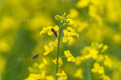飞虫飞过油菜花。宏观照片