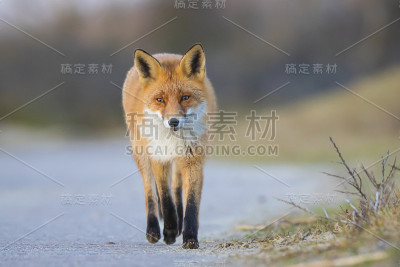 野红狐，小野狐，过马路