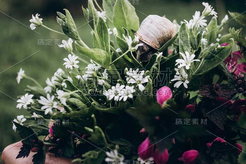 可爱的大蜗牛在五颜六色的春天野花的花束上。空间的文本。美丽的时刻。拯救环境。植物群和动物群。春天的图