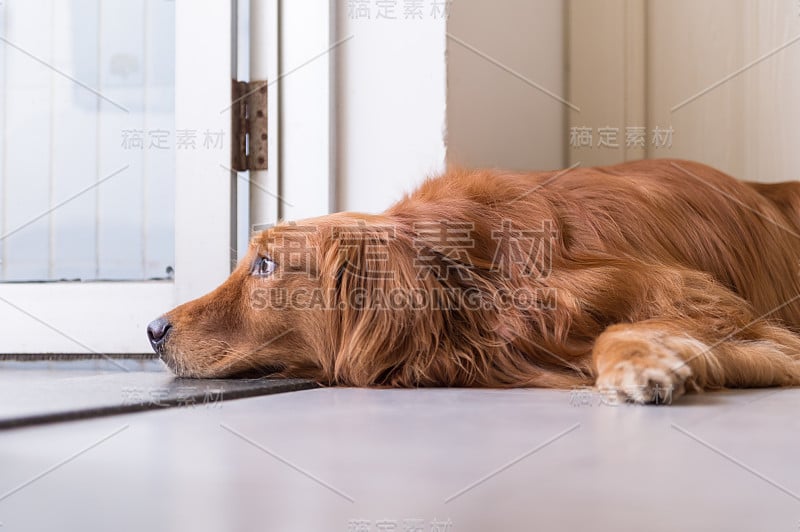 金毛猎犬躺在地上