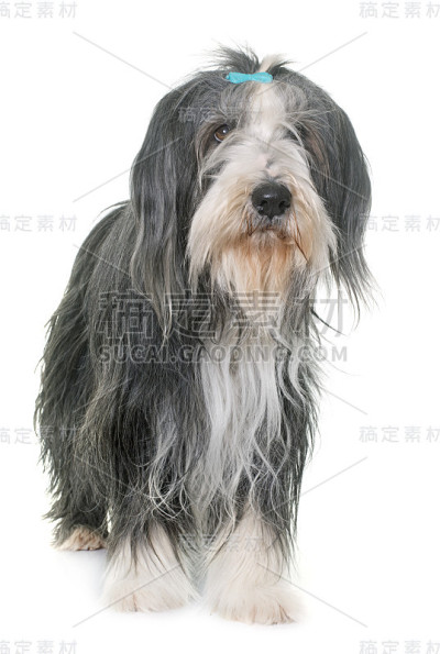 女性古代长须牧羊犬
