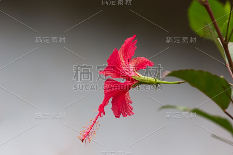 芙蓉花