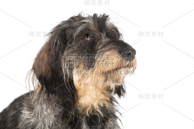腊肠犬头孤立