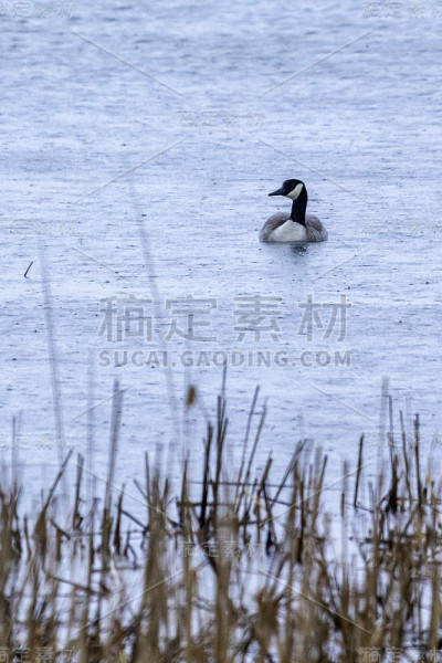 雨中的孤鹅