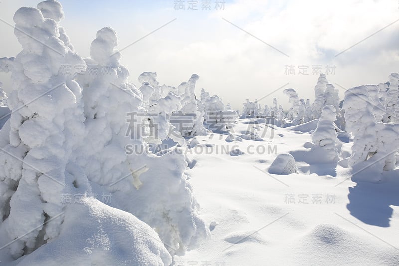 冬天的霜和雪覆盖着山坡上的冷杉树。