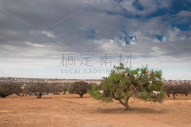 山羊在树上摩洛哥