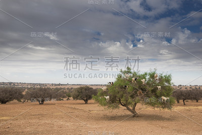 山羊在树上摩洛哥