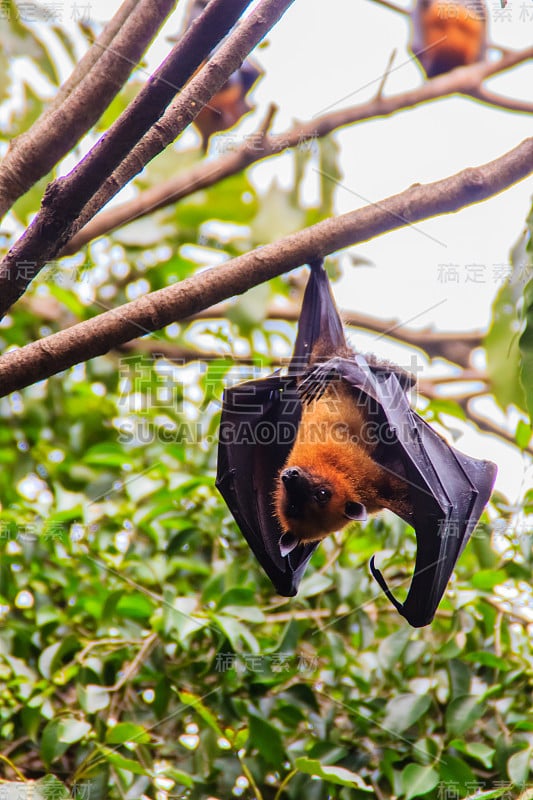 在泰国曼谷的Wat Po，泰国差春骚，用泰语说的Lyle's flying fox, Pteropu