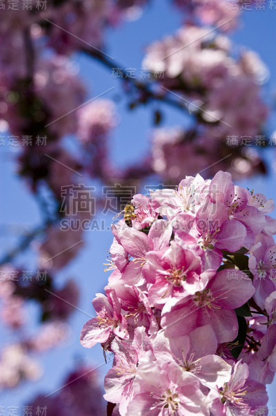樱花3