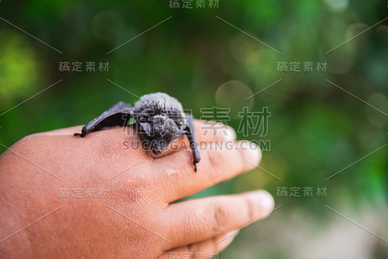 蝙蝠宝宝睡着了，抓着人的手