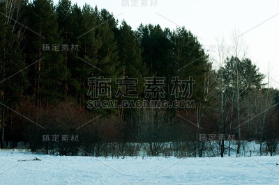 森林
