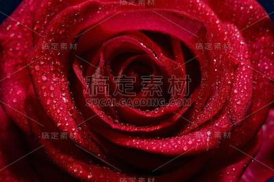 红玫瑰花蕾特写和水滴