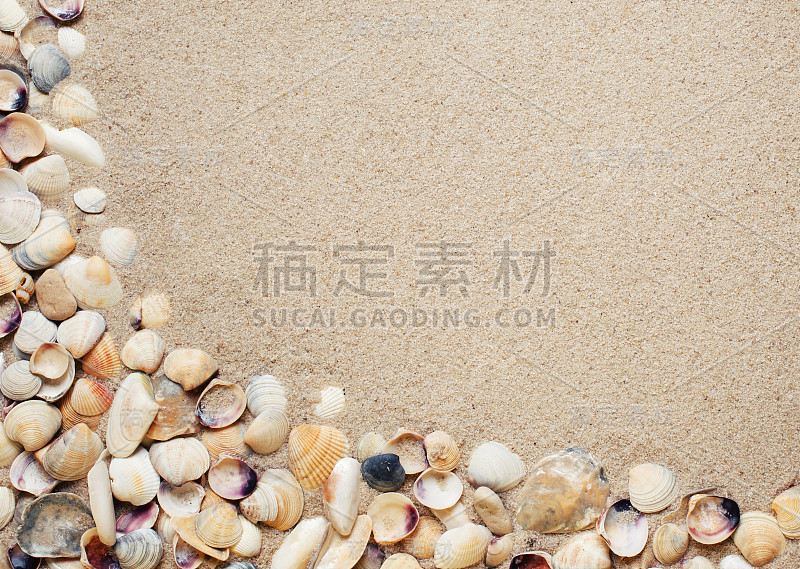 沙滩上的贝壳