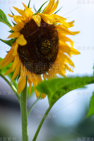 向日葵