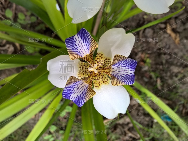 巴西新马利卡假丝酵母花在花园里