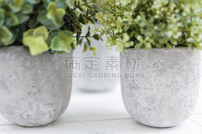 盆栽植物在白色和混凝土盆