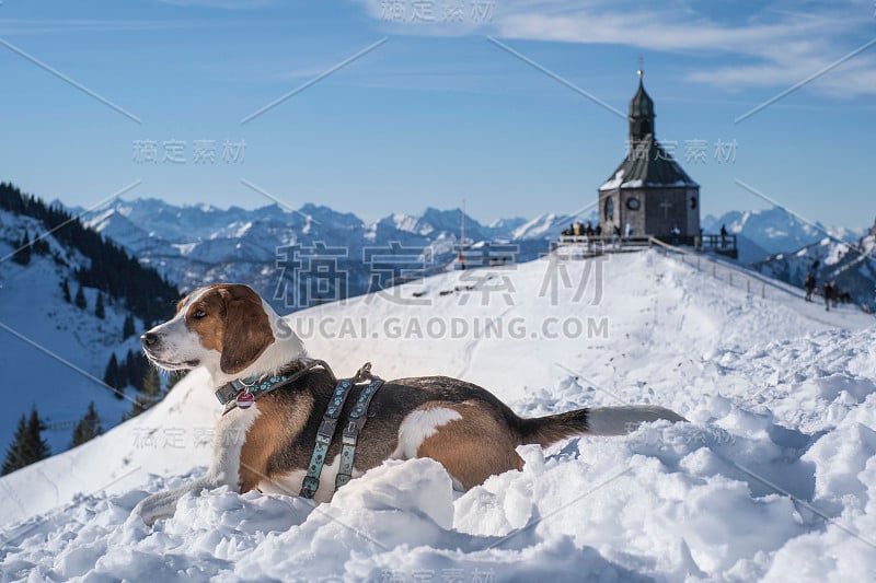 冬季徒步旅行的小猎犬在瓦尔堡晒太阳