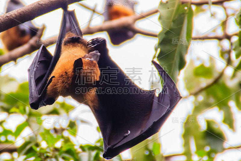 在泰国曼谷的Wat Po，泰国差春骚，用泰语说的Lyle's flying fox, Pteropu