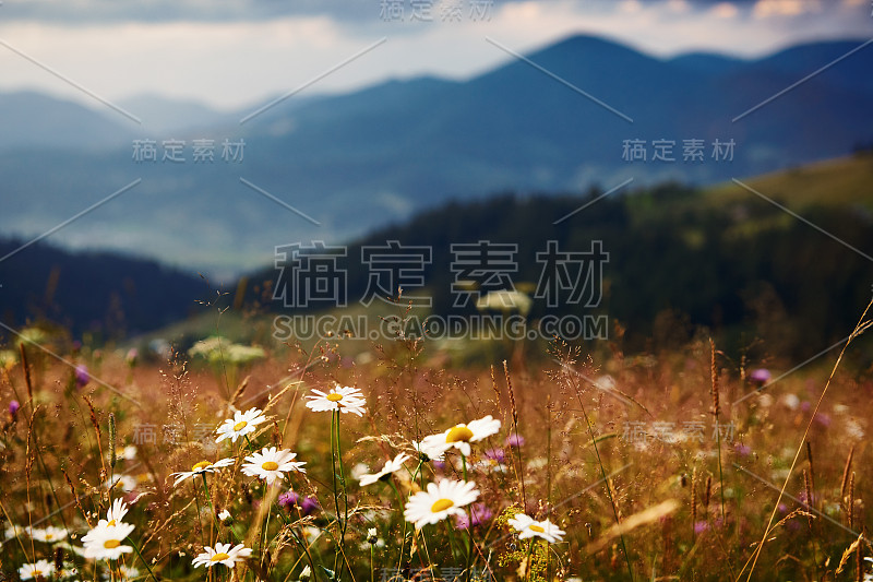 喀尔巴阡山上的野花、草地和金色的夕阳——美丽的夏日景观，山上的云杉，乌云密布的天空和明亮的阳光