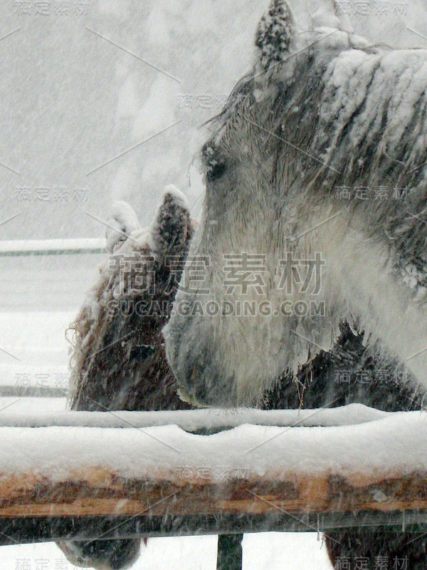 白色和棕色的马脸雪