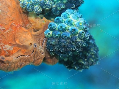 海鞘