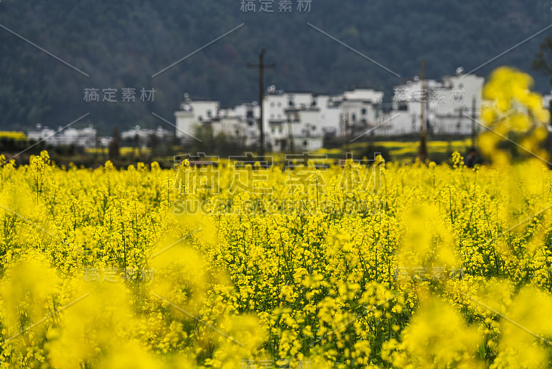 蓝蓝的油菜田。黄花油菜。为蜂蜜提供花蜜。用作动物饲料、菜籽油和生物燃料的原料。