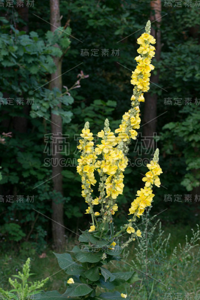 森林里的毛蕊花