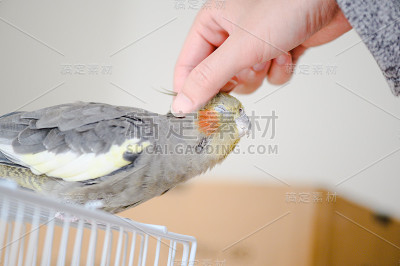 爱宠物