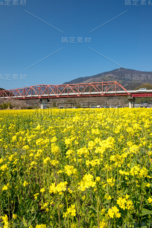 矮花田(日本爱媛县小津市)