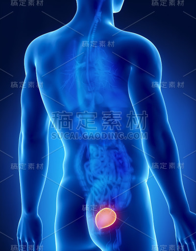 男性膀胱解剖x线片