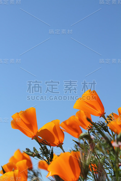 罂粟花