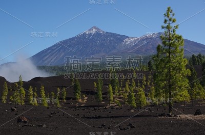 泰德