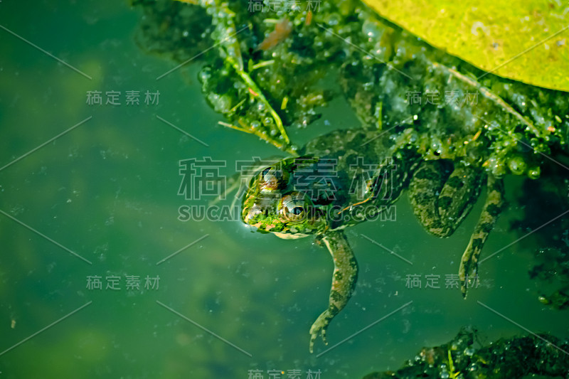 印度Skipper Frog，掠食蛙，Euphlyctis cyanophlyctis