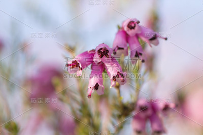 石南花闭合