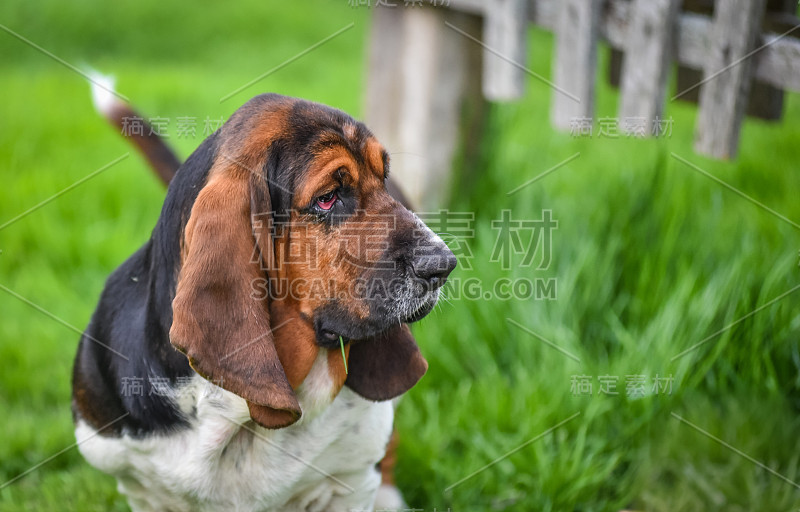 一岁的巴吉度猎犬(犬类狼疮)。