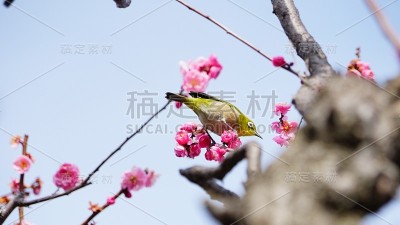 李子和白眼，大阪，日本