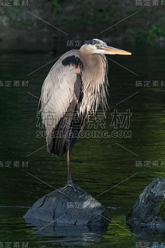 苍鹭在水上站岗