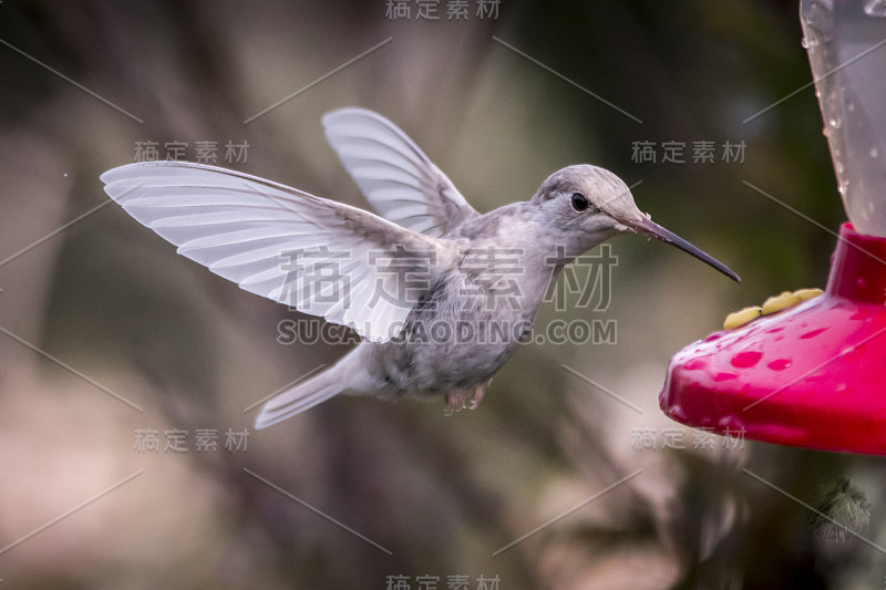 哥斯达黎加圣杰拉尔多德多塔，罕见的白色白色华丽蜂鸟(Eugenes spectabilis