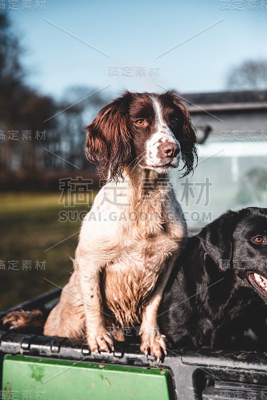 一只坐在卡车后面的猎犬