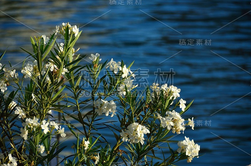 瓜达基维尔河旁的花