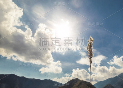单一的小麦