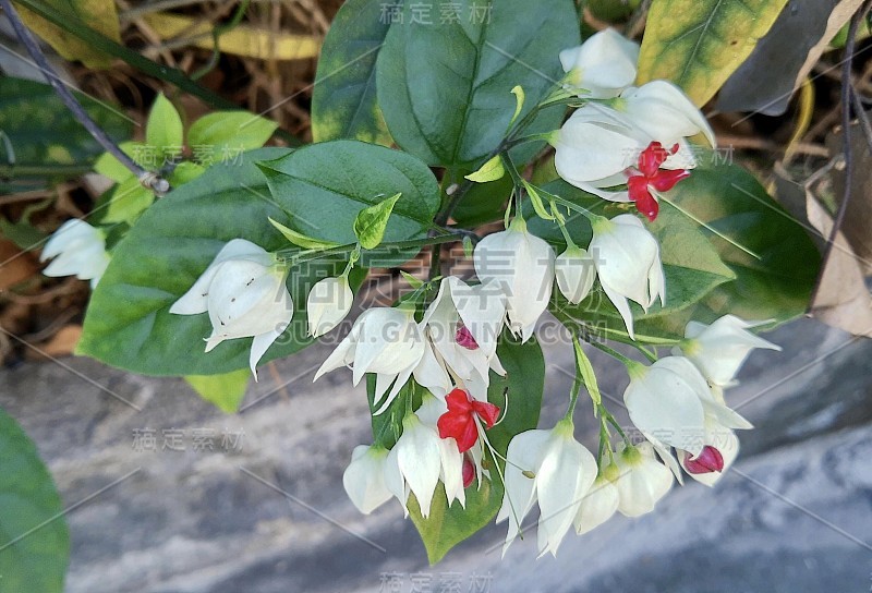 一束Bagflower或Bleeding Heart flower