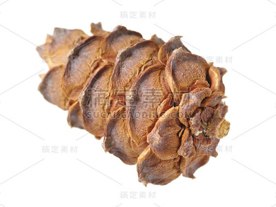孤立在白色背景上的石松球果