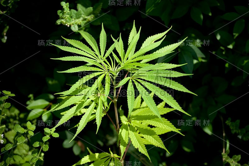 大麻植物