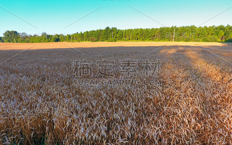 威斯康星州美丽的金色麦田