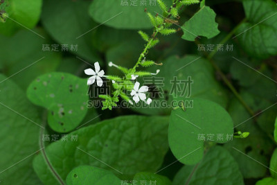 白色的花