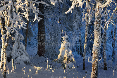 雪和雾凇覆盖森林与蓝色日落照明的背景