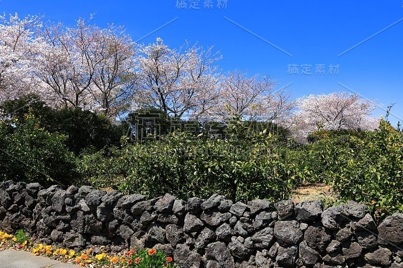 樱花、牧场、田野、樱花树、李子、油菜花、村庄、